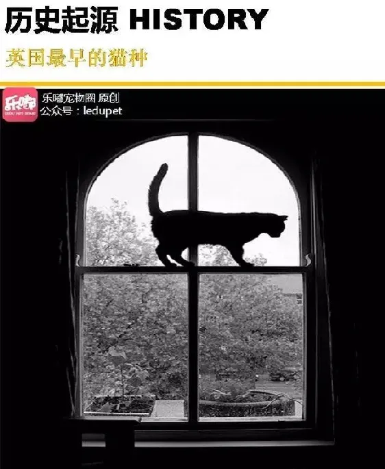 你知道的“蓝猫”有哪几种？ | 宠物猫饲养