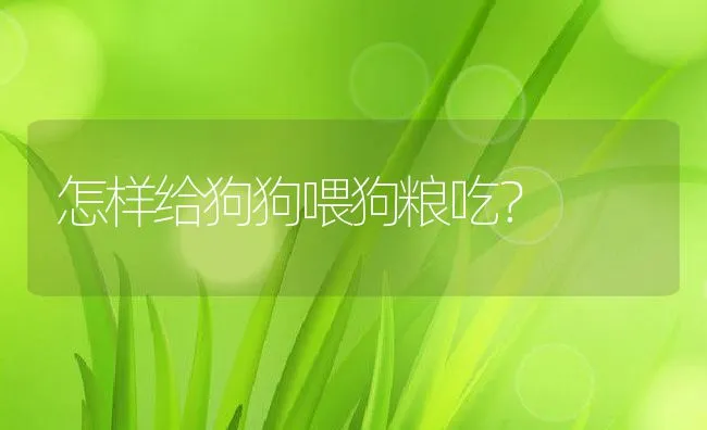 怎样给狗狗喂狗粮吃？ | 宠物用品