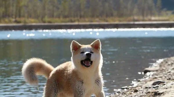 秋田犬和柴犬的外形区分特点 | 宠物狗病虫害防治