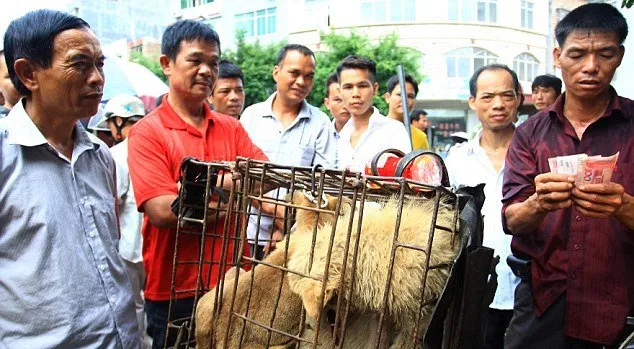 成排的狗和猫被挂在这里 即将被送上餐桌 | 宠物新闻资讯