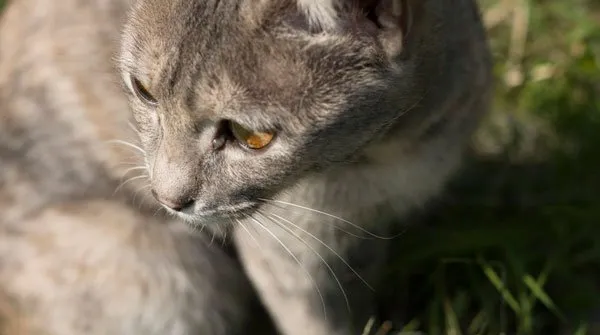 【猫猫图片】微镜头下的猫猫 | 宠物猫图片