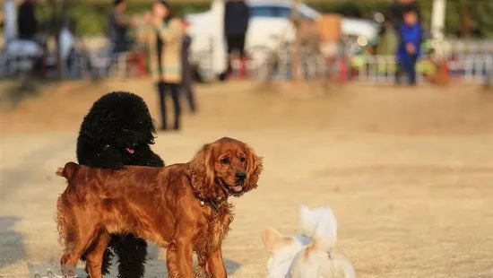 田野小猎犬耳朵怎么清洁 田野小猎犬耳朵护理方法 | 宠物病虫害防治