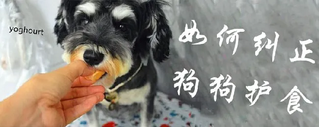 狗狗护食怎么纠正 | 宠物训练技巧