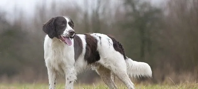 荷兰猎鸟犬的特征及生活习性|饲养|图片 | 宠物狗饲养