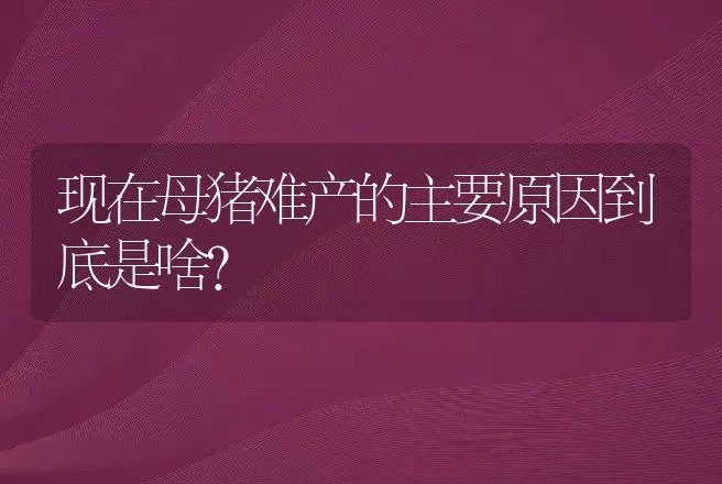 现在母猪难产的主要原因到底是啥？ | 兽医知识大全