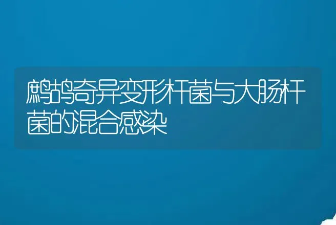 鹧鸪奇异变形杆菌与大肠杆菌的混合感染 | 动物养殖