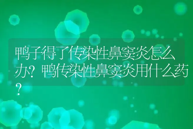 鸭子得了传染性鼻窦炎怎么办？鸭传染性鼻窦炎用什么药？ | 兽医知识大全