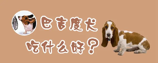 巴吉度犬吃什么好 | 宠物病虫害防治