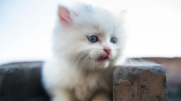 垃圾堆里的流浪猫咪涅槃成凤凰 | 宠物猫图片