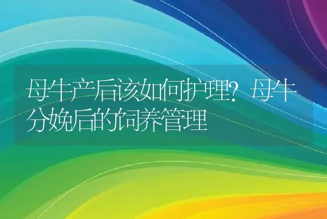 母牛产后该如何护理?母牛分娩后的饲养管理 | 家畜养殖