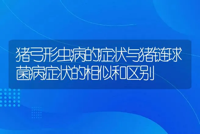 猪弓形虫病的症状与猪链球菌病症状的相似和区别 | 兽医知识大全