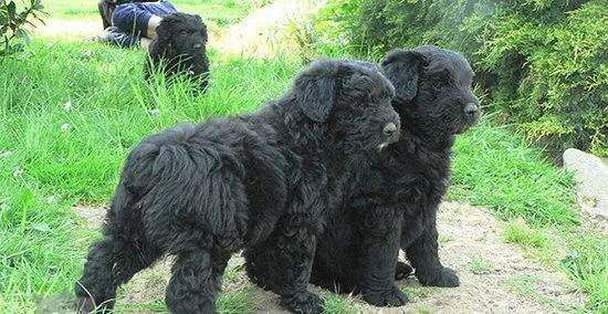 波兰德斯布比野犬牙齿清洁方法 | 宠物病虫害防治