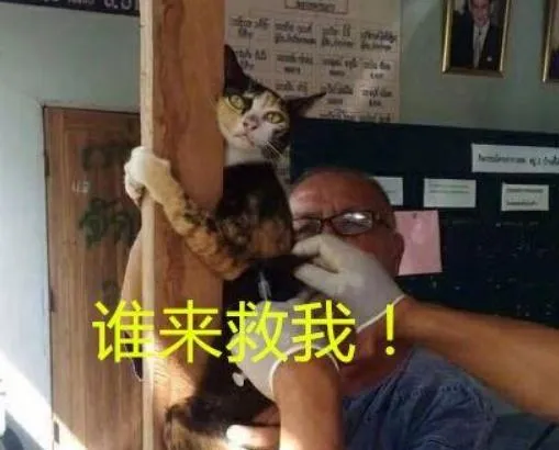 当猫咪去宠物医院时... | 宠物猫图片