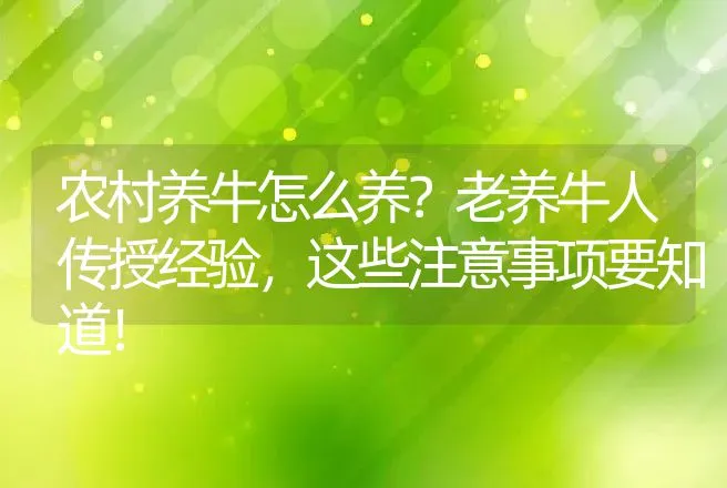 农村养牛怎么养？老养牛人传授经验，这些注意事项要知道！ | 家畜养殖