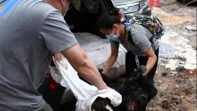 捡流浪动物恶意繁殖，并卖惨骗捐！生而为人请善良！ | 宠物新闻资讯