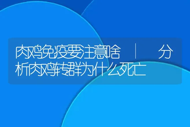 肉鸡免疫要注意啥 | 分析肉鸡转群为什么死亡 | 家禽养殖