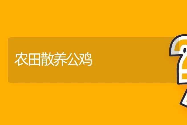 农田散养公鸡 | 动物养殖