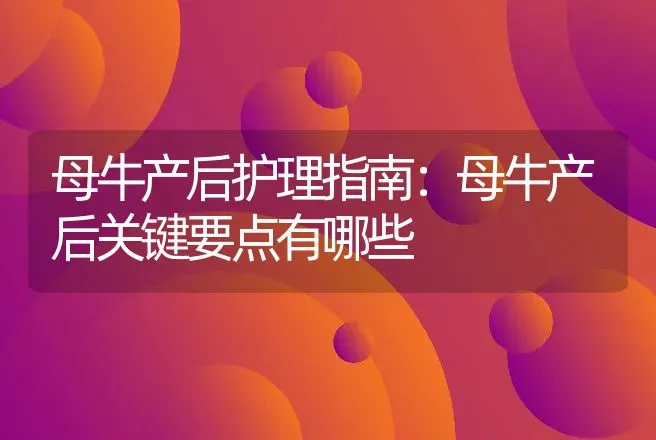 母牛产后护理指南：母牛产后关键要点有哪些 | 家畜养殖