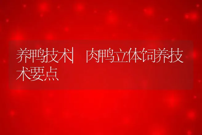 养鸭技术|肉鸭立体饲养技术要点 | 家禽养殖