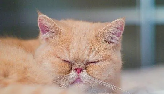 红色虎斑异国短毛猫怎么养 | 宠物喂养知识