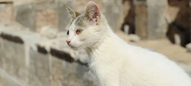 土耳其梵猫好养吗?土耳其梵猫图片|价格| | 宠物猫饲养