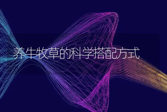 养牛牧草的科学搭配方式 | 家畜养殖