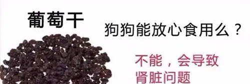 狗狗不能吃的那些水果,你都喂过吗? | 宠物狗饲养