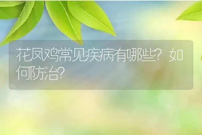 花凤鸡常见疾病有哪些？如何防治？ | 兽医知识大全