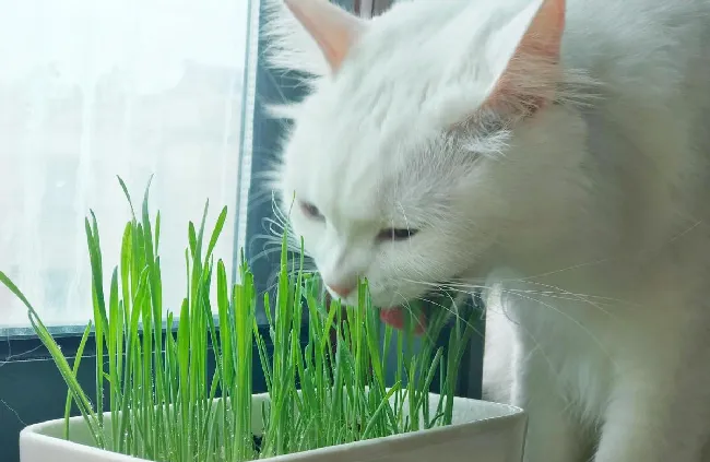 猫咪多大可以吃猫草？猫草多久吃一次比较合适？ | 宠物猫饲养