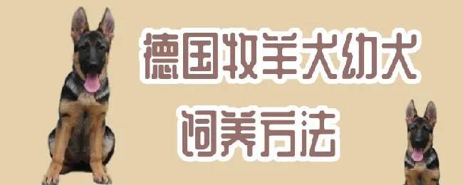 德国牧羊犬幼犬饲养方法 | 宠物病虫害防治