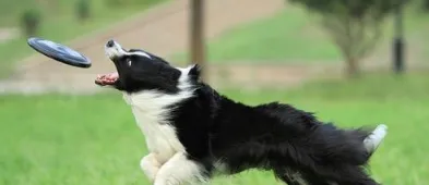 边境牧羊犬不会配种怎么办?牧羊犬繁殖交配! | 宠物狗病虫害防治