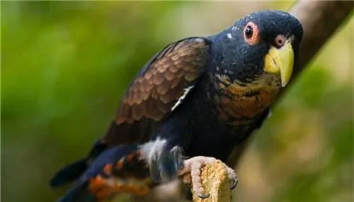 鳞头鹦哥的饲养知识 | 宠物病虫害防治