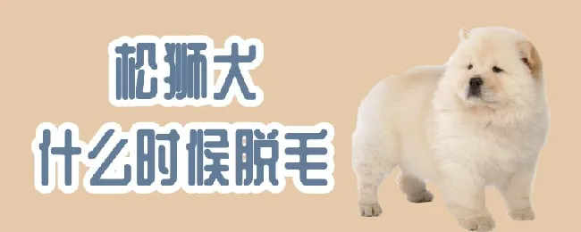 松狮犬什么时候脱毛 | 宠物病虫害防治