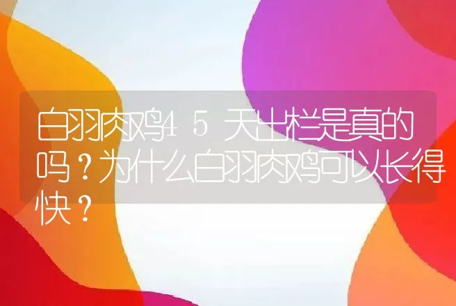 白羽肉鸡45天出栏是真的吗？为什么白羽肉鸡可以长得快？ | 家禽养殖