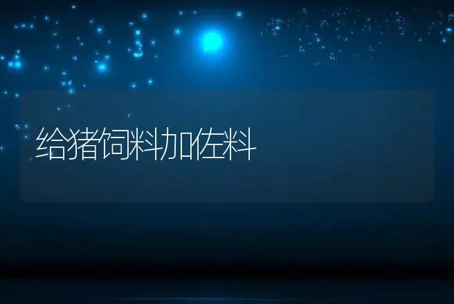 给猪饲料加佐料 | 动物养殖