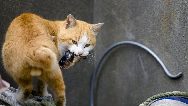 日本Aoshima猫岛几百只猫咪群居成亮点 | 宠物新闻资讯