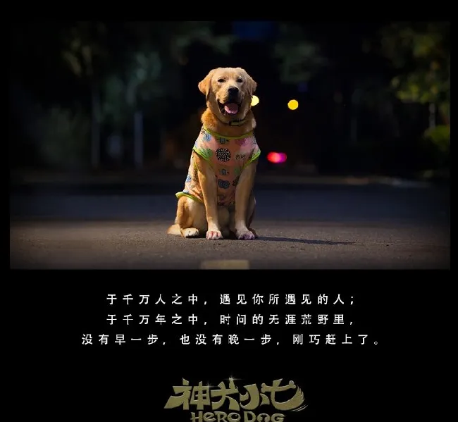 《神犬小七2》当选微博四大名狗之首 | 宠物新闻资讯