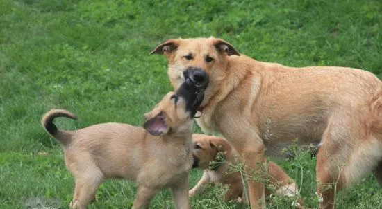 奇努克犬怎么修剪指甲 奇努克犬剪指甲方法 | 宠物病虫害防治