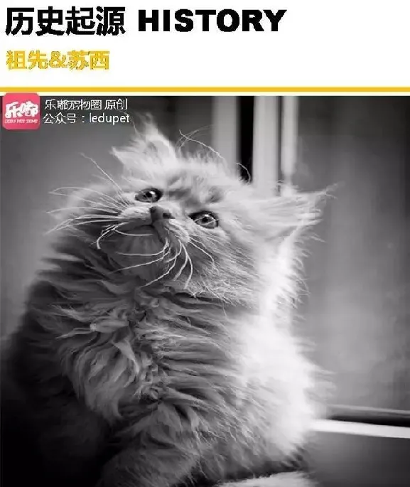 你知道的“蓝猫”有哪几种？ | 宠物猫饲养