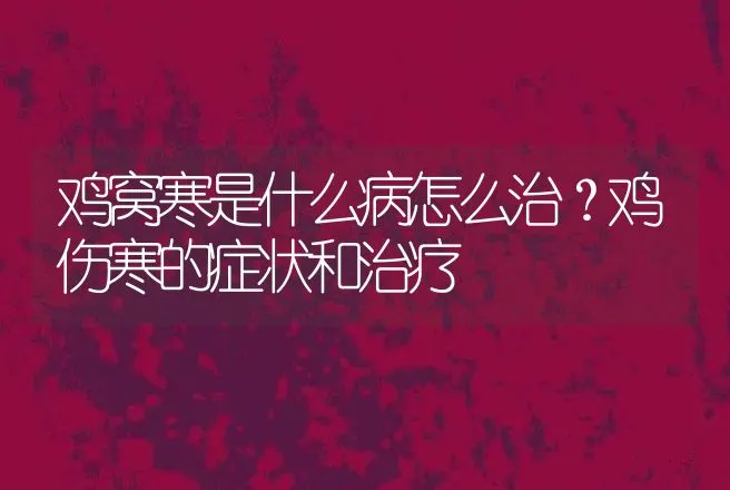 鸡窝寒是什么病怎么治？鸡伤寒的症状和治疗 | 兽医知识大全