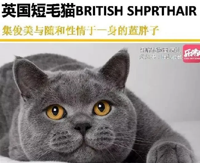 你知道的“蓝猫”有哪几种？ | 宠物猫饲养