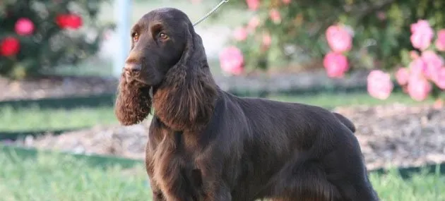 田野小猎犬智商高吗,好不好养_图片|训练 | 宠物狗饲养