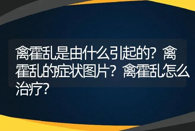 禽霍乱是由什么引起的？禽霍乱的症状图片？禽霍乱怎么治疗？ | 兽医知识大全