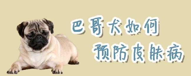 巴哥犬如何预防皮肤病 | 宠物病虫害防治