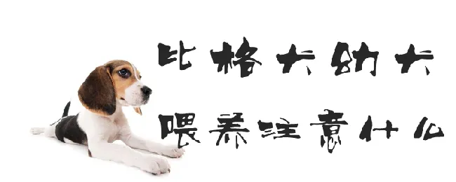 比格犬幼犬喂养注意什么 | 宠物病虫害防治