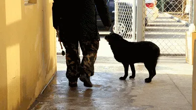 搜救犬也有“养老院”,每个犬舍“一室一厅” 还带地暖 | 宠物新闻资讯