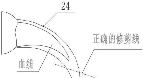 如何正确的给自家宠物剪指甲？剪到血线了怎么办？ | 宠物狗饲养