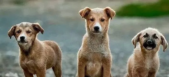 从泰国带三只宠物犬两只被退运 | 宠物新闻资讯