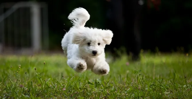 如何打理比熊犬及饲养环境 | 宠物狗饲养