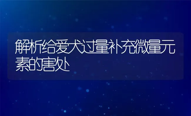 解析给爱犬过量补充微量元素的害处 | 宠物趣闻